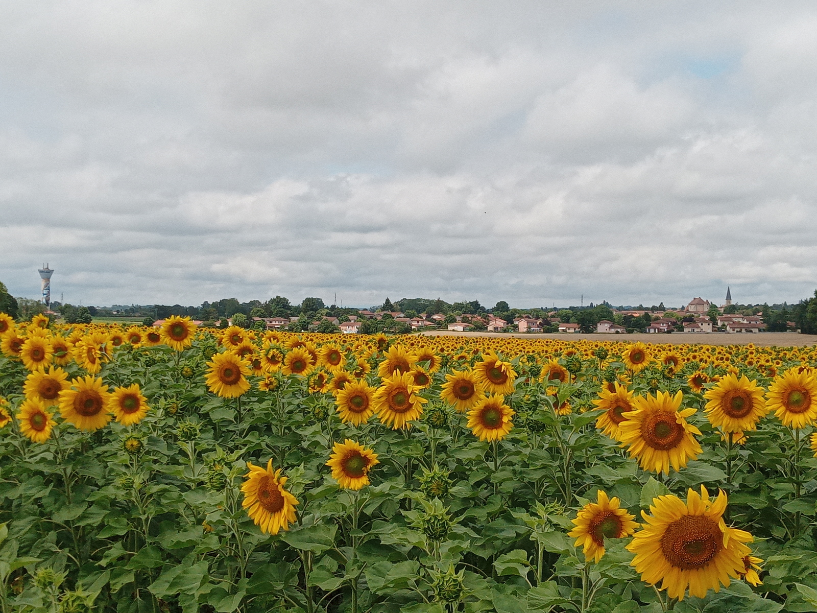 Champs de tournesols à Sainte Julie